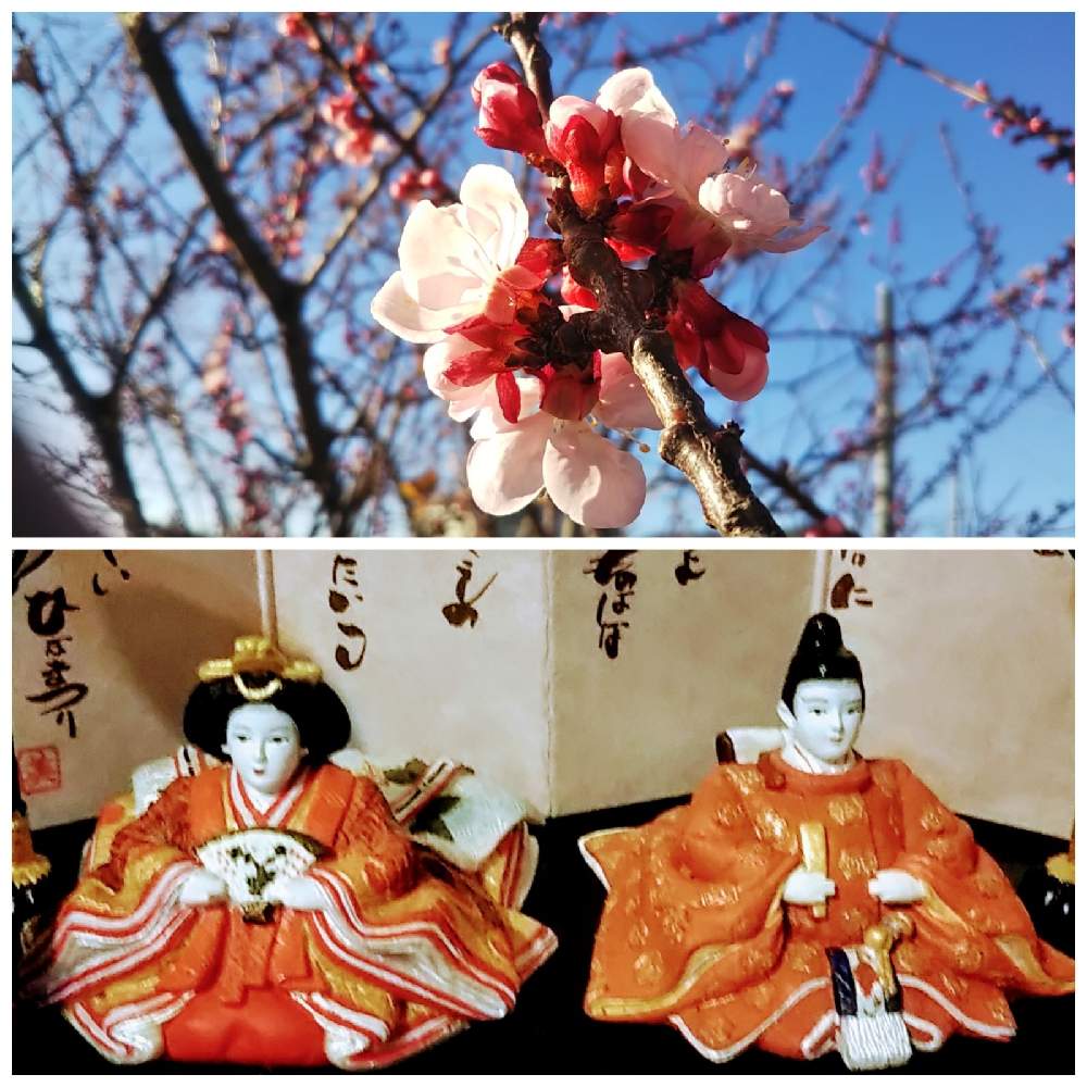 小さな庭の画像 by 南の風さん | 小さな庭とあんずとひなまつりとピンクの花と桃の節句とあんずの花