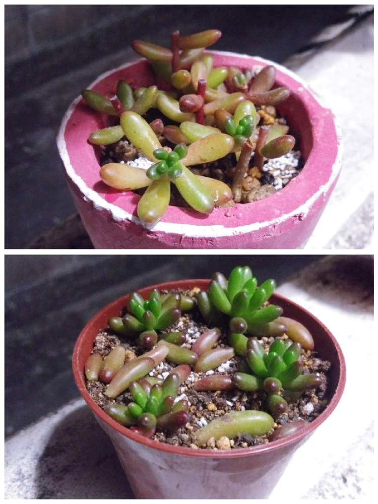 バルコニー/ベランダの画像 by 多肉三平さん | バルコニー/ベランダとセダム属と多肉植物と多肉男子と 虹の玉とセダム!とセダム大好きと寄せ植えと癒しと沖縄とセダム寄植えと綺麗とあかちゃんとイケメンと可愛いとお庭と多肉棚と多肉寄せ植えと沖縄多肉と多肉寄植と虹の玉♪