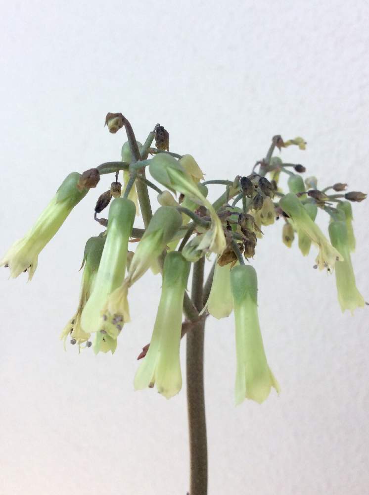 部屋の画像 by アジサイさん | 部屋とカランコエ コダカラソウと多肉植物と冬越しとおうち園芸とありがとうとリビングといただいた花