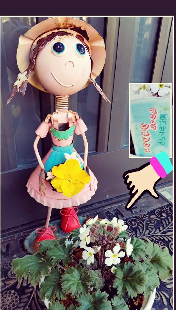 玄関の画像 by ケロケロカエルさん | 玄関とプリムラ シネンシスとどうろ側と我が家へようこそと我が家シリーズと白い花とはなのあるくらし