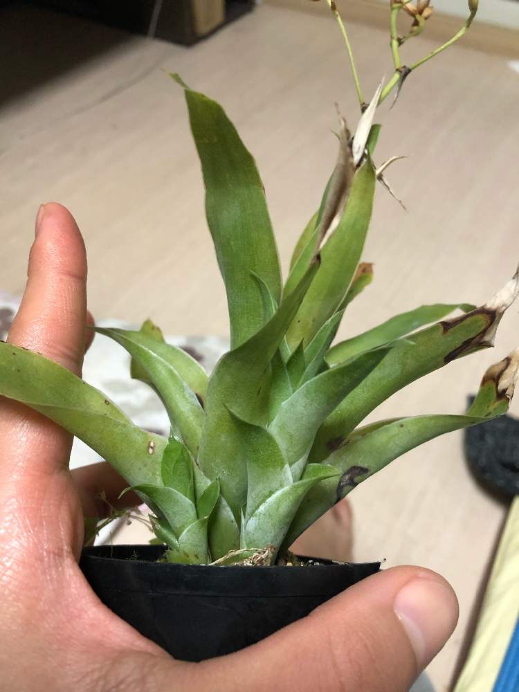 窓辺の画像 by レポートを書き込んでいますさん | 窓辺とカトプシス・ベルテロニアナと観葉植物と食虫植物とブロメリアとカトプシス属と相談と地味とタンクブロメリア