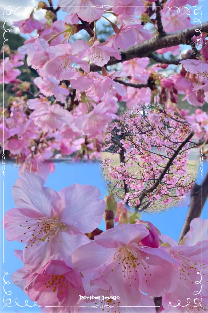 お出かけ先の画像 by kwackyさん | お出かけ先と河津桜と家庭菜園とおうちde菜園とおうち園芸と花のある暮らしと家庭菜園奮闘日記