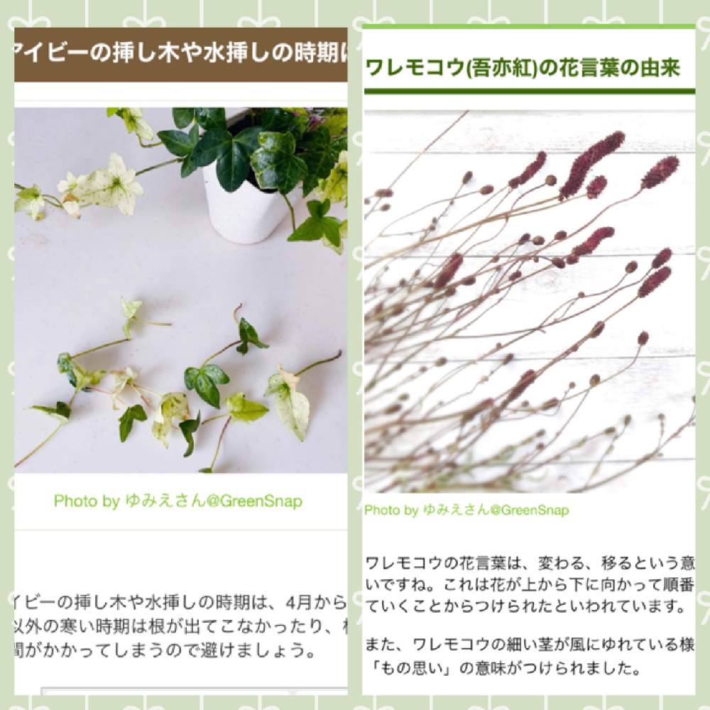 デスクの画像 by ゆみえさん | デスクと白雪姫と吾亦紅とヘデラ☆と観葉植物とヘデラ白雪姫とアイビー❇︎と読みものと嬉しいと落葉と葉っぱと救済とおうち園芸と枯れないでと水耕栽培と成長記録と掲載ありがとうございますと北海道と斑入り。と室内管理と根出しとGSに感謝。と ワレモコウ
