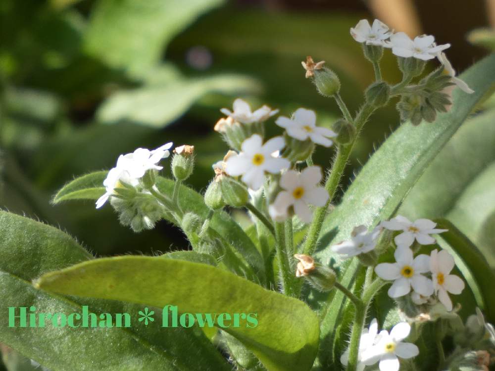 テラスの画像 by Hirochan* flowersさん | テラスとワスレナグサ*と少しずつ春♪と白い小さなお花とかわぃぃ。と小さい植木鉢と太陽の光を浴びてとふんわり優しい色とお花好きの人と繋がりたい