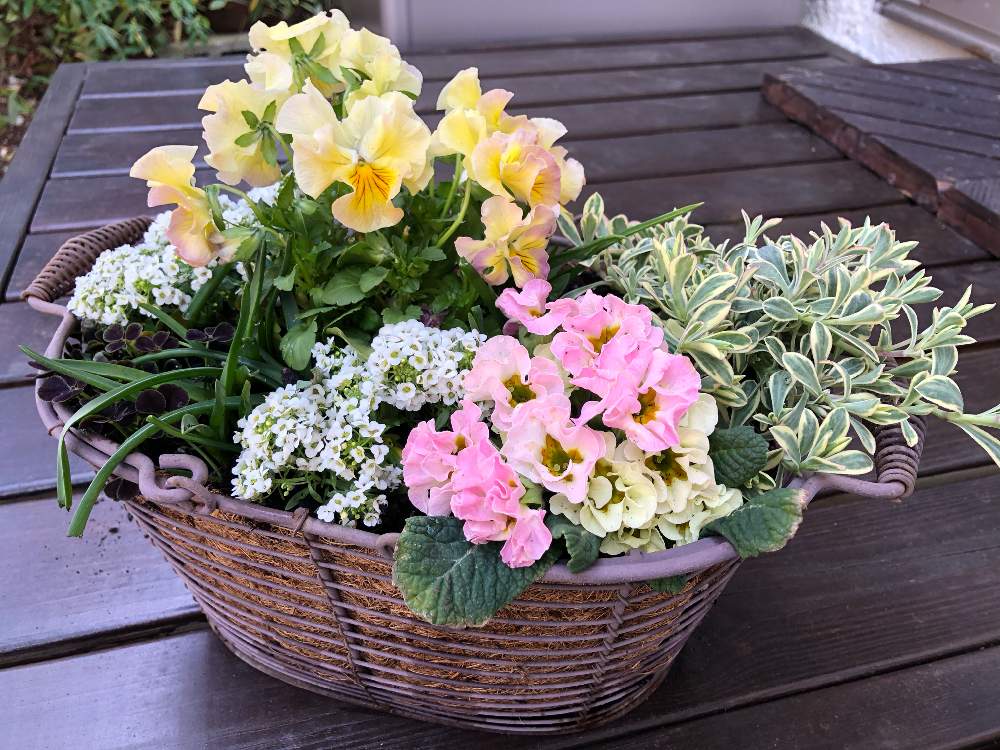 バルコニー/ベランダの画像 by **花ママ**さん | バルコニー/ベランダと今日も笑顔で♡と小さなしあわせ♡とキュンキュン乙女倶楽部とピンクの花と@naturalと部員No248とお花が好き♡と可愛いともうすぐ春と花ママの寄せ植えと花のある暮らしとかわいいと白い花とかわいいな♡と黄色いお花と手を繋ごうと春に育てた花2021