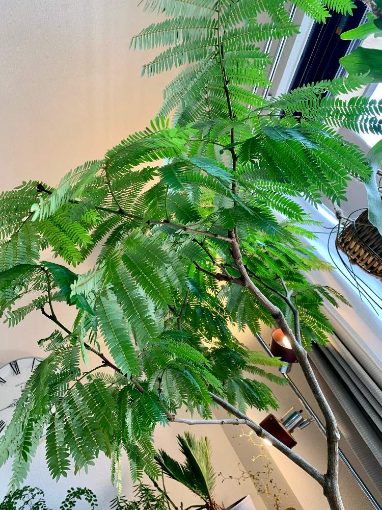 窓辺の画像 by はぐさん | 窓辺とエバーフレッシュと植物もオシャレの一部と成長期と良いお天気とリビングジャングルとplansloverと観葉植物インテリアと朝のルーティン