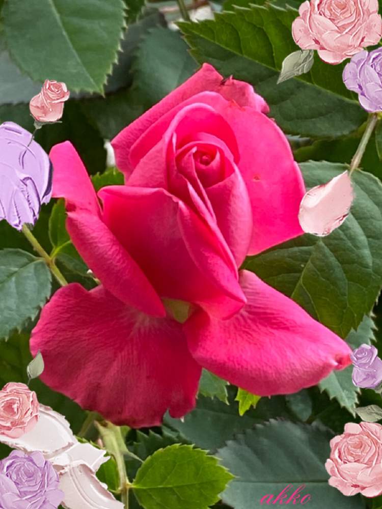 寝室の画像 by ひみつのアッコちゃんさん | 寝室とミニバラ ピンクロザンナと鉢植えの花と可愛い花と花のある生活と美しい花とバラのある生活と元気な花と美しいフォルムと加工アプリ使用と大好きな花と花を見る喜びと私のお気に入り
