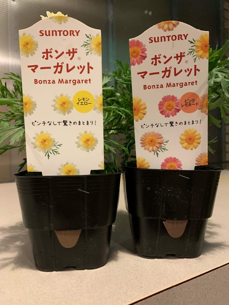 小さな庭の画像 by にゃんたんさん | 小さな庭と医療・介護の皆様に感謝と#サンフラビトと癒しとサントリー フラワーズとおうち園芸とコロナに負けるな!とボンザ・マーガレットと#花と生きるサントリーと花のある暮らしと花と生きるサントリーとマーガレット☆