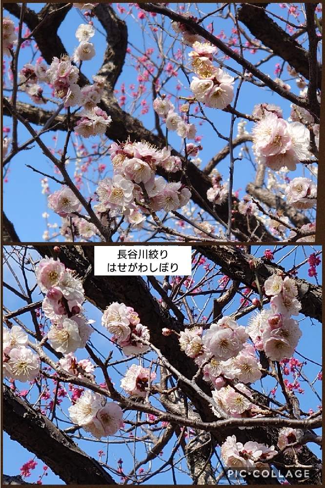 の画像 by トリトンさん | 梅 長谷川絞りとキュンキュン乙女倶楽部と医療・介護の皆様に感謝と春よ来い、早く来いと山火事鎮火を願ってと癒やされる♡とGS日和と羽根木公園と絞り好きとしあわせ運べるようにと地震お見舞い申し上げますとキュンキュン乙女倶楽部No.183とかわいいとGS散歩☆世田谷