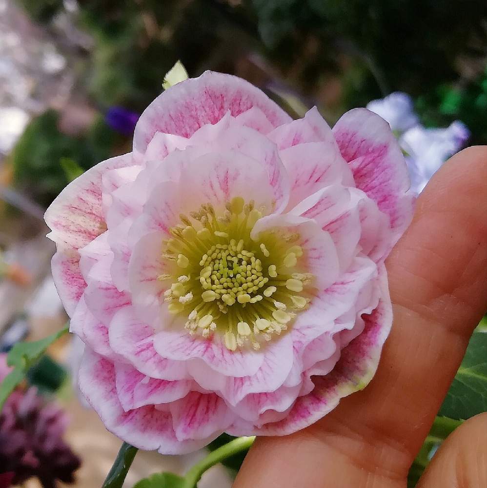小さな庭の画像 by こぼれだね*くんさん | 小さな庭とクリスマスローズと植物のある暮らしと広瀬園芸とピンクの花とお気に入りと癒しとおうち園芸とガーデニングと今咲いてる花と大人かわいい♪