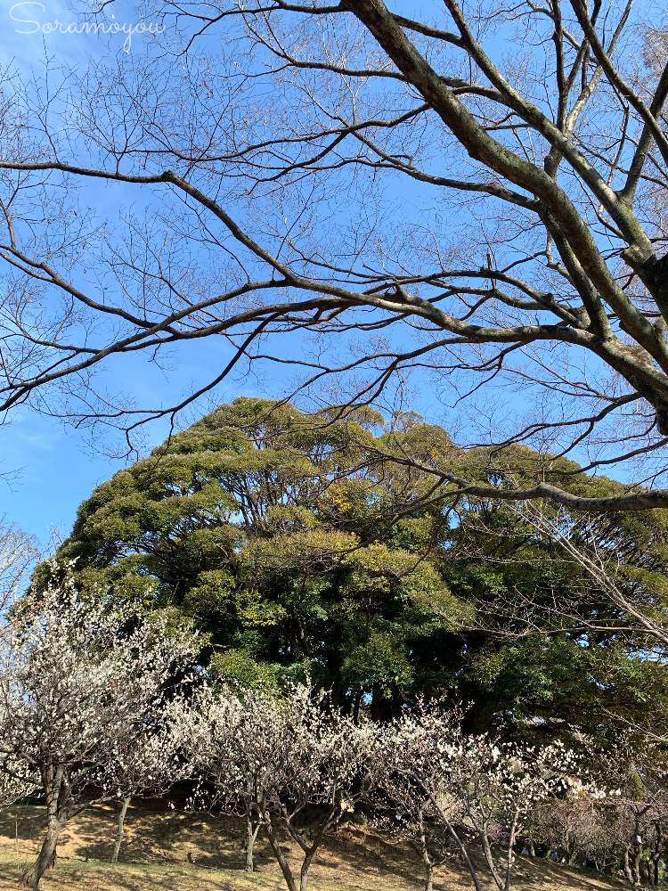 お出かけ先の画像 by そらもようさん | お出かけ先とケヤキと梅の木とスダジイと公園と植物大好きと雲仲間と巨木古木の木曜日と青空とどんぐりシリーズ