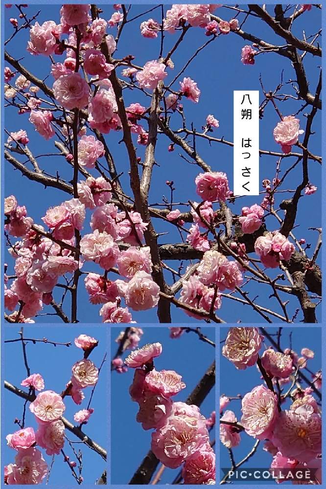 の画像 by トリトンさん | うめと梅 八朔(はっさく)とキュンキュン乙女倶楽部と医療・介護の皆様に感謝と春よ来い、早く来いと山火事鎮火を願ってとピンク❤︎ピンクと癒やされる♡とGS日和と羽根木公園としあわせ運べるようにと地震お見舞い申し上げますとキュンキュン乙女倶楽部No.183と青空とコラボシリーズとかわいいとGS散歩☆世田谷