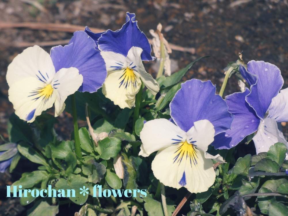 小さな庭の画像 by Hirochan* flowersさん | 小さな庭と医療・介護の皆様に感謝とふりふりフリルが可愛い〜といつもありがとう♡と青い春の花マニアと青い小さな花マニアと少しずつ春♪とコロナに負けるな!とかわぃぃ。と太陽の光を浴びてとふんわり優しい色とチーム・ブルーとお花好きの人と繋がりたいと青い花大好きとチーム・ブルーNo.102