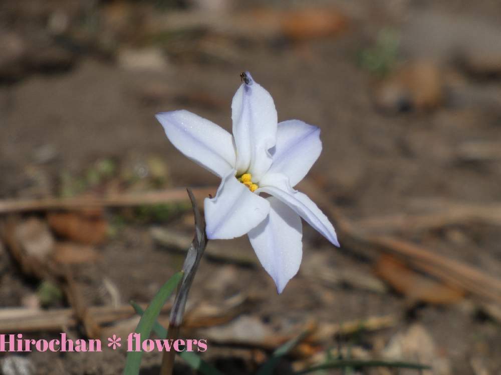 小さな庭の画像 by Hirochan* flowersさん | 小さな庭と太陽の光を浴びてと白い小さなお花とハナニラの花とお花好きの人と繋がりたい