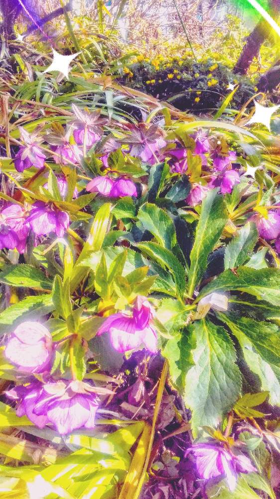 お出かけ先の画像 by TOTOROGAOさん | お出かけ先とクリスマスローズと福寿草と#お花好き✨と#笑顔で 紡ぐ 花友と花と緑のある暮らしとワクワクの花たちと野あざみと私に、出来る ささやかな 想いと絆☆紡ぐ!と自然と 共にと# スマホ写真と# 私の 好きな 花 ☆とGSのみなさんに感謝♡とおうち園芸と# 山野草と#花のある暮らしと素敵な 仲間と明日はきっと良い日になるとガーデニングと散歩で見つけた素敵✨と#写真好きと#花友