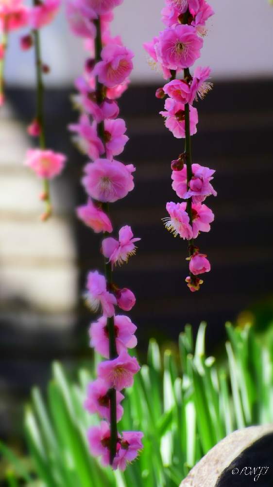 お出かけ先の画像 by PONJIさん | お出かけ先と枝垂れ梅。とMyアルバムと 梅の花とお気に入りと新型コロナウィルスに負けるなと春よ来い、早く来いとチーム岐阜と岐阜・墨俣町と岐阜・大垣とコロナに負けるな!とがんばろう1.17としあわせ運べるようにと飛龍梅と九州の皆さんにエールを♪と㊗️じゅんさん2700picと花のある暮らしと今日も一日お元気でと被災地にエールを…。