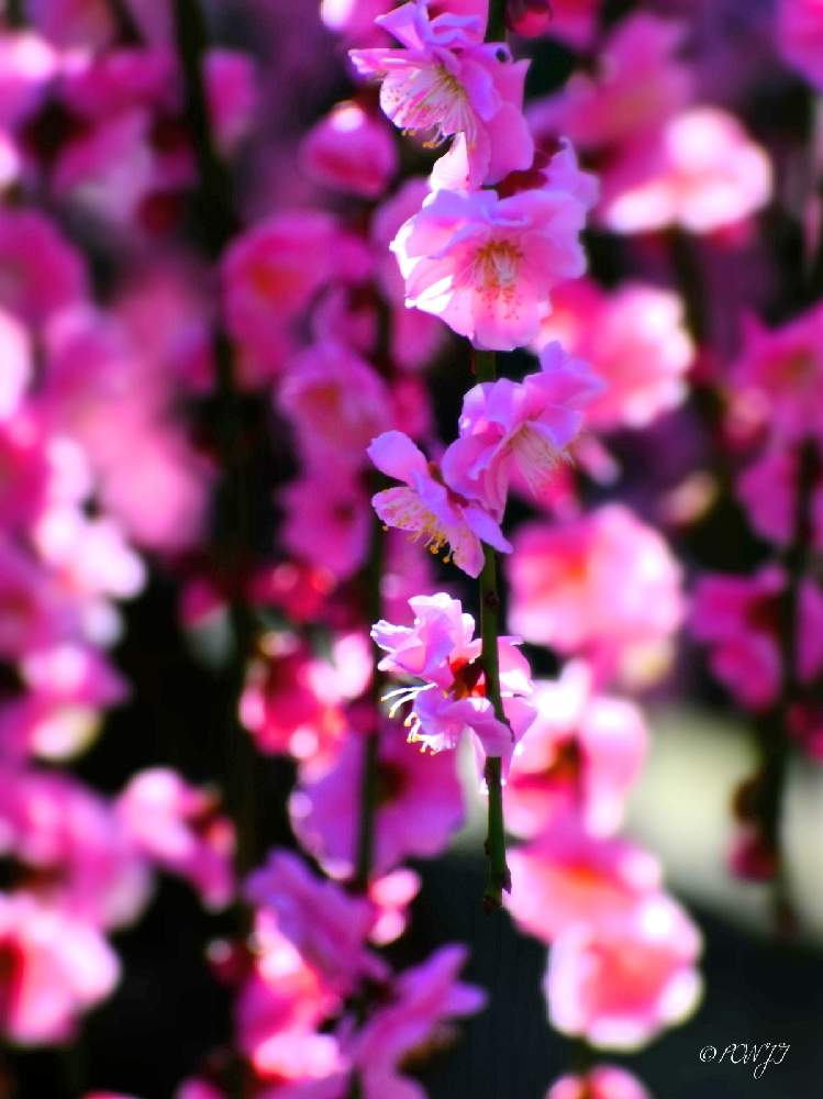 お出かけ先の画像 by PONJIさん | お出かけ先と枝垂れ梅。とMyアルバムと 梅の花とお気に入りと新型コロナウィルスに負けるなと春よ来い、早く来いとチーム岐阜と岐阜・墨俣町と岐阜・大垣とコロナに負けるな!とがんばろう1.17としあわせ運べるようにと飛龍梅と九州の皆さんにエールを♪と㊗️じゅんさん2700picと花のある暮らしと今日も一日お元気でと被災地にエールを…。