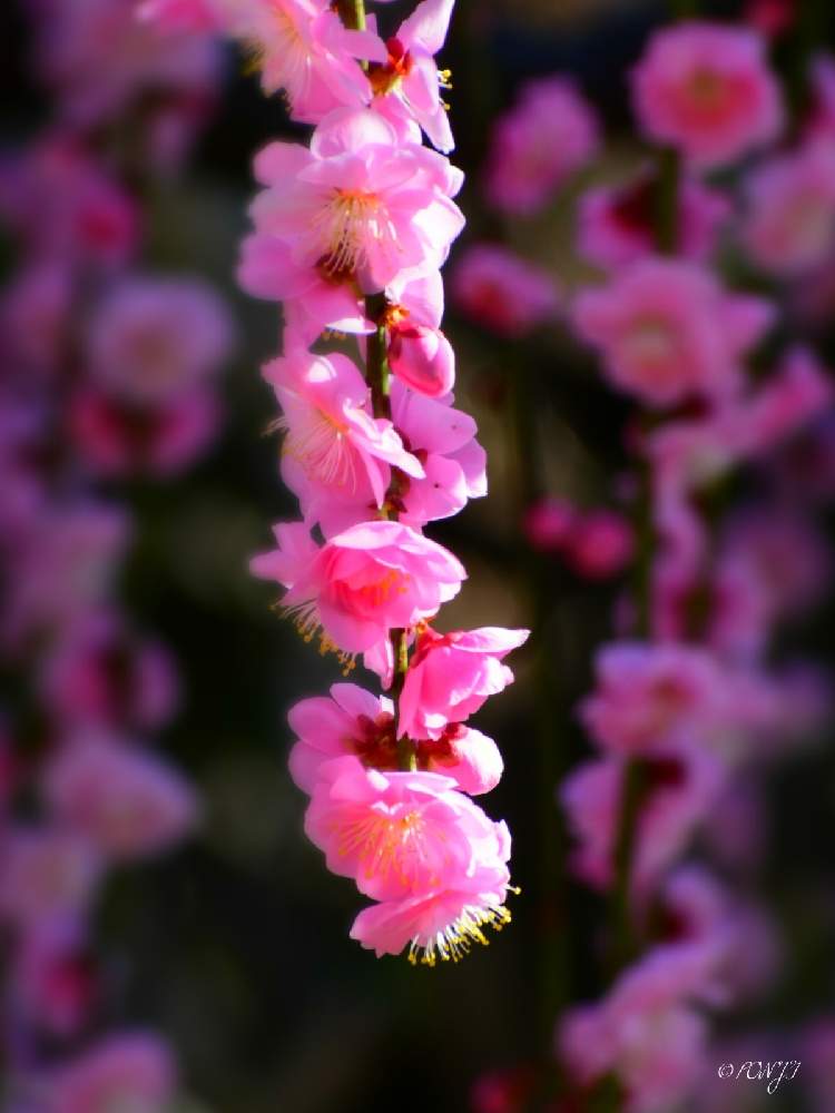 お出かけ先の画像 by PONJIさん | お出かけ先と枝垂れ梅。とMyアルバムと 梅の花とお気に入りと新型コロナウィルスに負けるなと春よ来い、早く来いとチーム岐阜と岐阜・墨俣町と岐阜・大垣とコロナに負けるな!とがんばろう1.17としあわせ運べるようにと飛龍梅と九州の皆さんにエールを♪と㊗️じゅんさん2700picと花のある暮らしと今日も一日お元気でと被災地にエールを…。