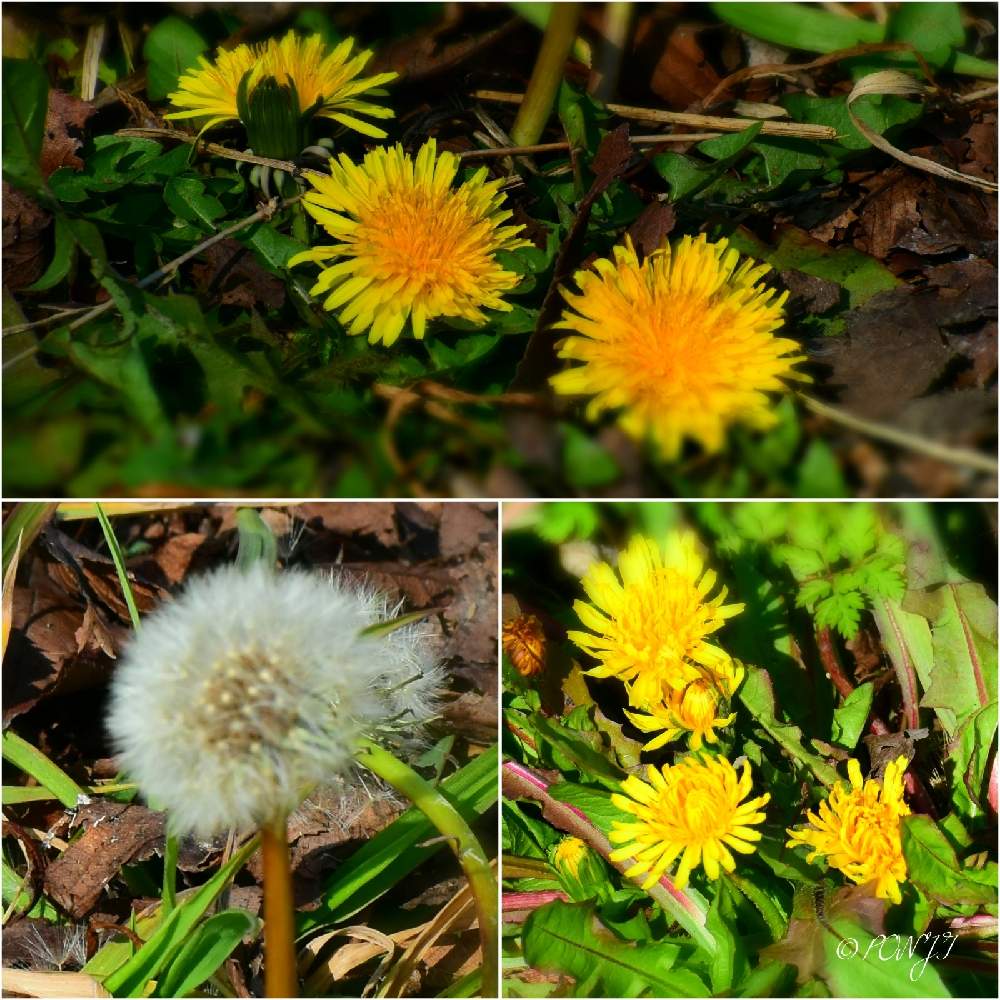 の画像 by PONJIさん | Myアルバムとお気に入りと花は・花は・花は咲くと新型コロナウィルスに負けるなと春よ来い、早く来いとチーム岐阜と岐阜・墨俣町と岐阜・大垣とコロナに負けるな!とがんばろう1.17としあわせ運べるようにと飛龍梅とたんぽぽ愛好家友の会と九州の皆さんにエールを♪と㊗️じゅんさん2700picと花のある暮らしと今日も一日お元気でと被災地にエールを…。と幸せの黄色いお花と㊗️たんぽぽ愛好家友の会一周年