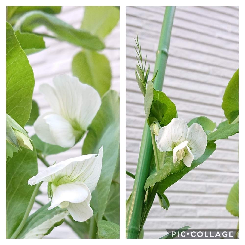 小さな庭の画像 by ママさくらさん | 小さな庭とプランター菜園とプランター野菜とおうち時間とホワイトと家庭菜園と癒しとこどもと暮らすとやさいとかわいいと自家製野菜と家庭菜園奮闘日記