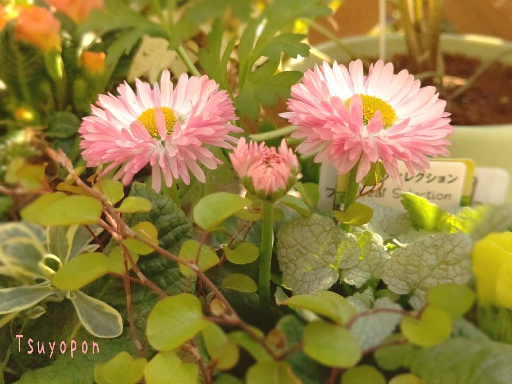 小さな庭の画像 by つよぽんさん | 小さな庭と金曜日の蕾たちと寄せ植えとピンク❤︎ピンクとおうち園芸と花のある暮らしとチロリアン•デージーとパステルカラーとデージー☘️と癒しのひと時