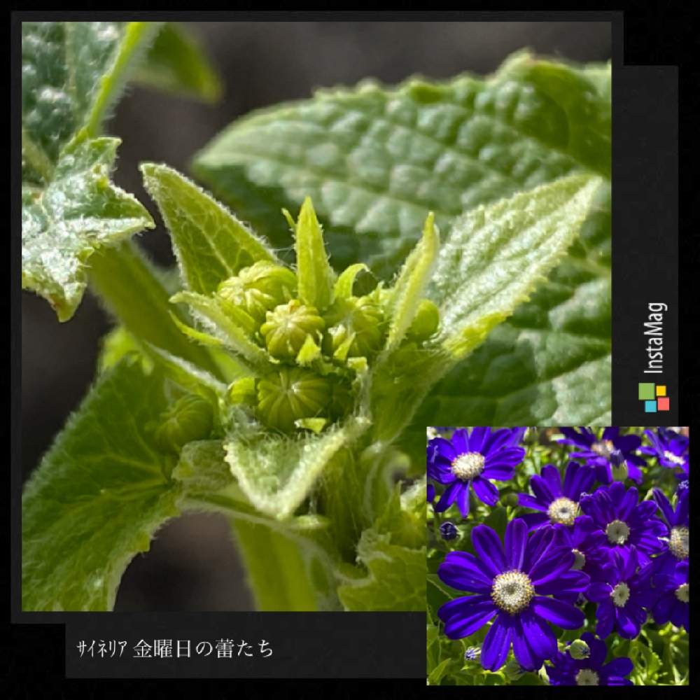 バルコニー/ベランダの画像 by Gen(ᵔᴥᵔ)وさん | バルコニー/ベランダと金曜日の蕾たちと小さなしあわせ♡とキュンキュン乙女倶楽部と花と緑のある暮らしと被災地の皆様にエールとサイネリア♪と春よこいとここからエールをとしあわせ運べるようにと今日も元気でとキュンキュン乙女倶楽部No.243
