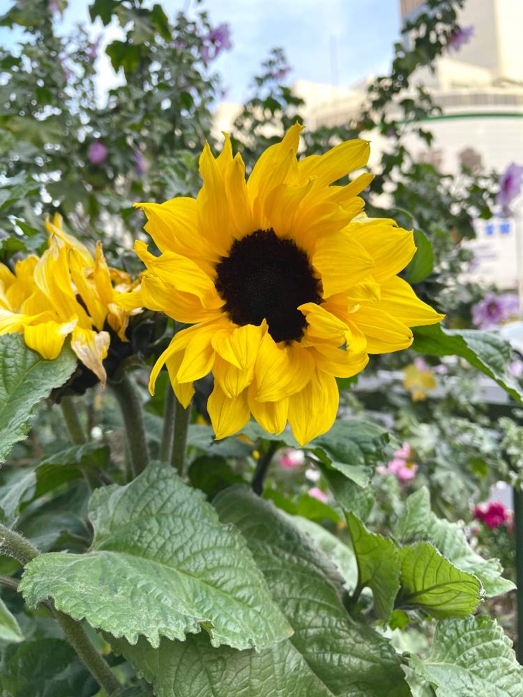 お出かけ先の画像 by スワンさん | お出かけ先とヒマワリとよい 1日をとキク科と黄色の花とウォーキングとびっくりと神戸