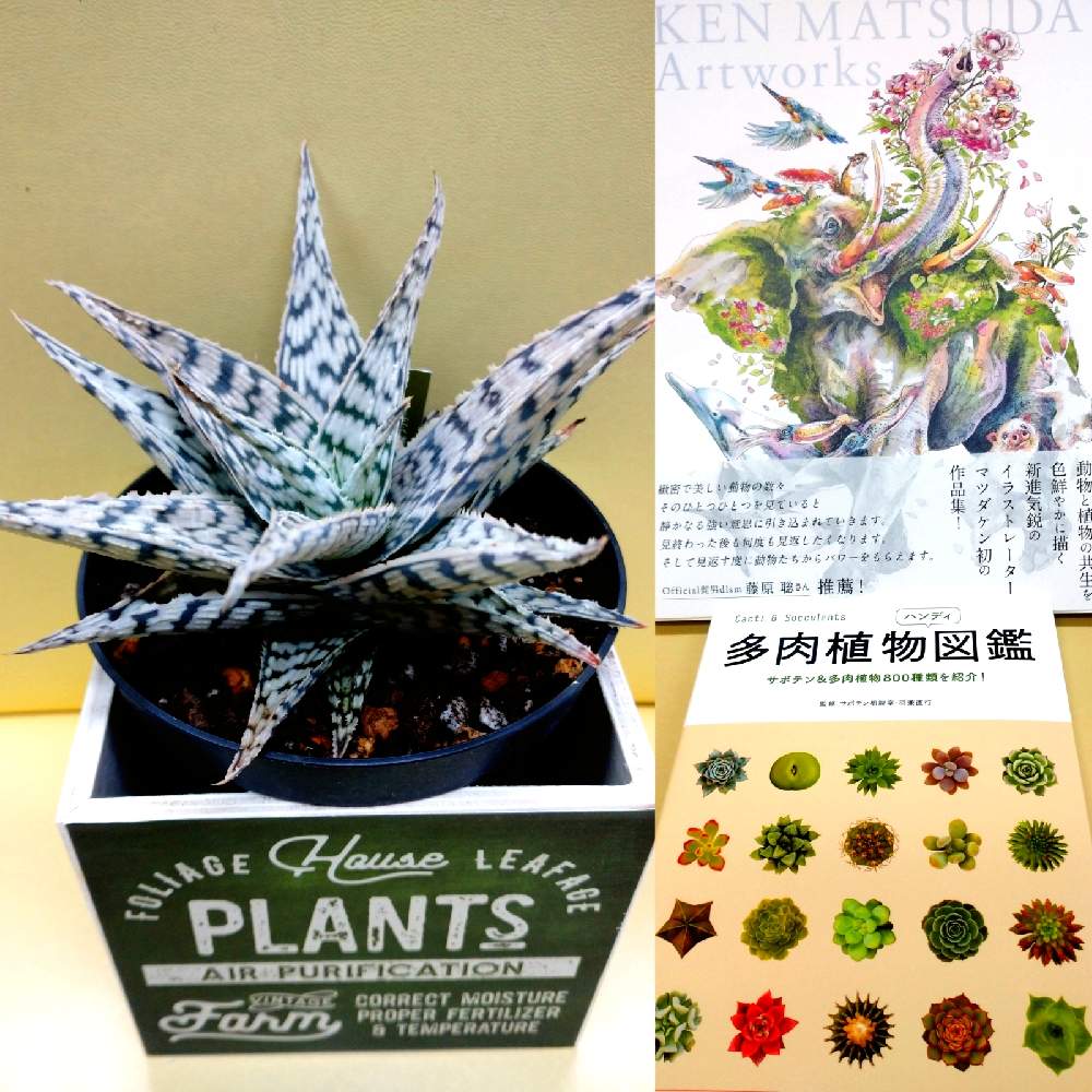 部屋の画像 by かくれんぼさん | 部屋と#多肉植物と自然界の色と植物の力と愛猫家とコーナンの苗とアロエ属と心のゆとりと多肉初心者