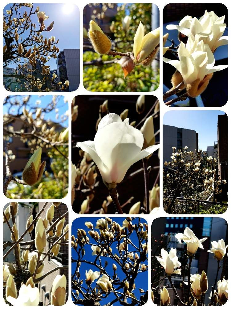 の画像 by マカロンさん | 青空と白木蓮と金曜日の蕾たちと春のお花と白木蓮♪と木蓮と小さな幸せ❤と白木蓮の蕾と春の訪れとflowerとgsでの出会いに感謝♡と花のある暮らしとおうちで自然を感じる