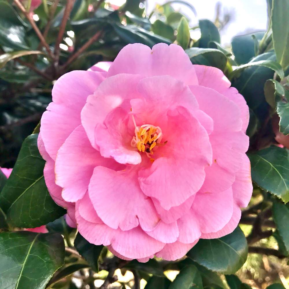 小さな庭の画像 by アンジュローズ 徳島 阿南さん | 小さな庭とツバキと椿 つばきと庭の花と田舎の庭