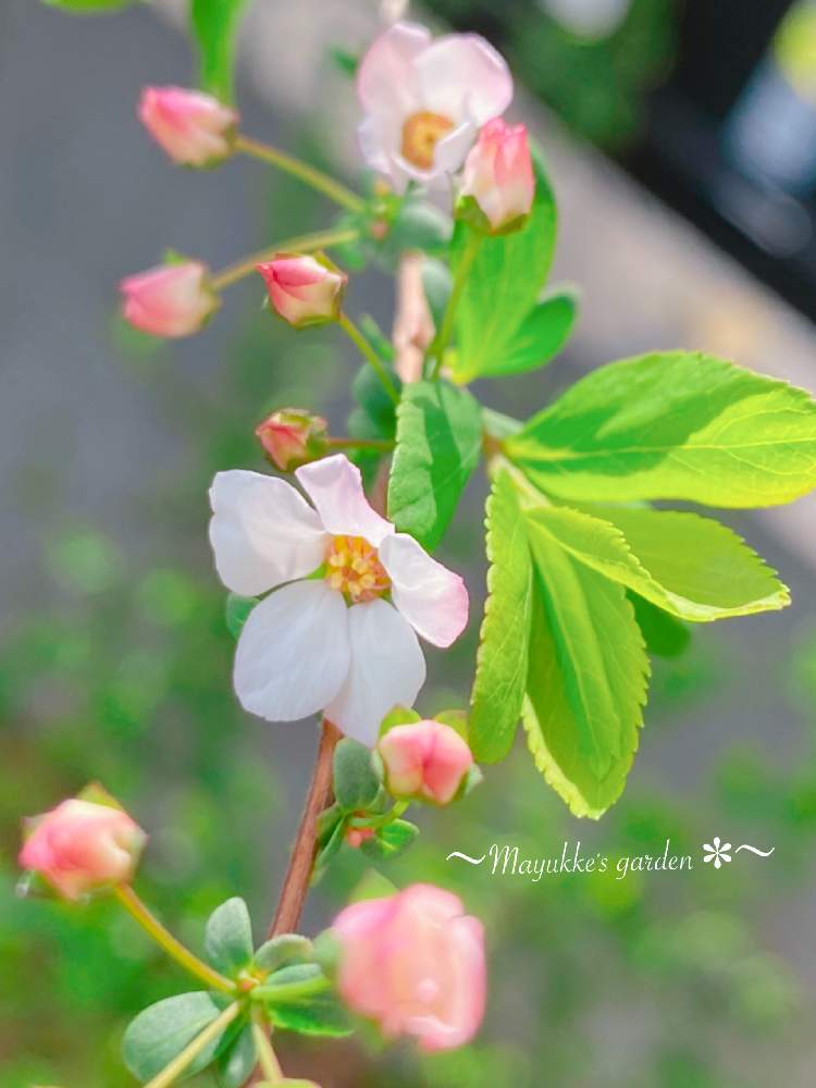広い庭の画像 by まゆっけさん | 広い庭とユキヤナギとピンクの花とGS映えとGS日和と暮らしに花をとビタミン Fと日々の生活を丁寧に…と花のある暮らしと花が好き