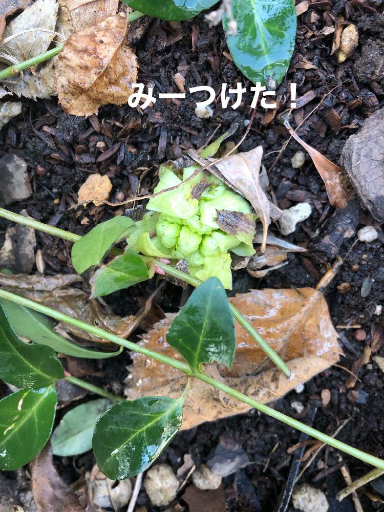 小さな庭の画像 by ❤︎Hypnotic❤︎さん | 小さな庭と蕗のとう❤︎と春だね!