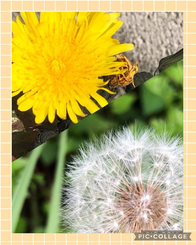 の画像 by 廣花奈さん | タンポポと子供の頃の想い出♡とありがとう♡❤︎と黄色のお花♡