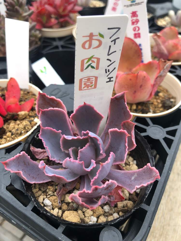 アプローチの画像 by hippo potamasさん | アプローチと多肉フィレンツェと多肉植物と多肉男子とgreen gardenとおうち園芸とbotanical lifeと花のある暮らし