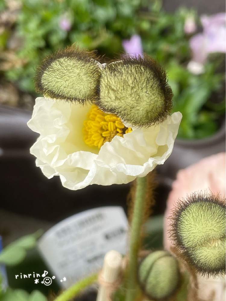 の画像 by rinrin♪さん | ポピーとアイスランドポピーとサングラスとかわちいと春に育てた花2021 と尻太郎