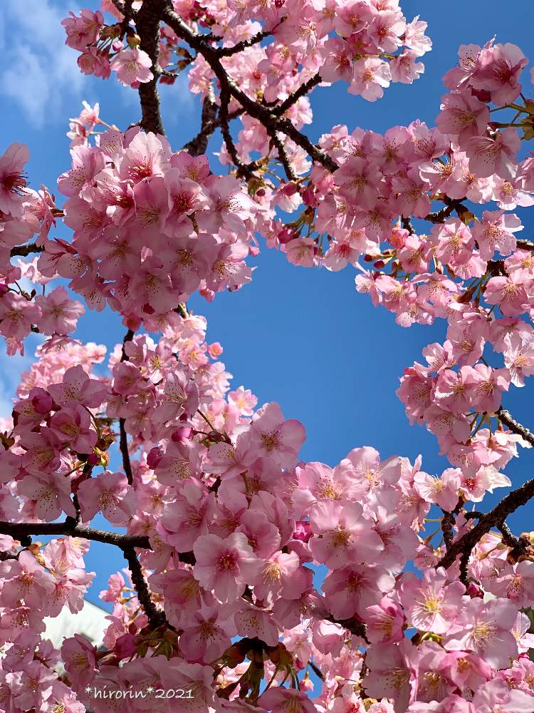 お出かけ先の画像 by *hirorin*さん | お出かけ先と河津桜とそうだ京都、行こうと京都まち歩きと京都散策と京都観光とピンク❤︎ピンクと淀水路と淀水路の河津桜とさくら満開と京都と河津桜満開と 河津桜