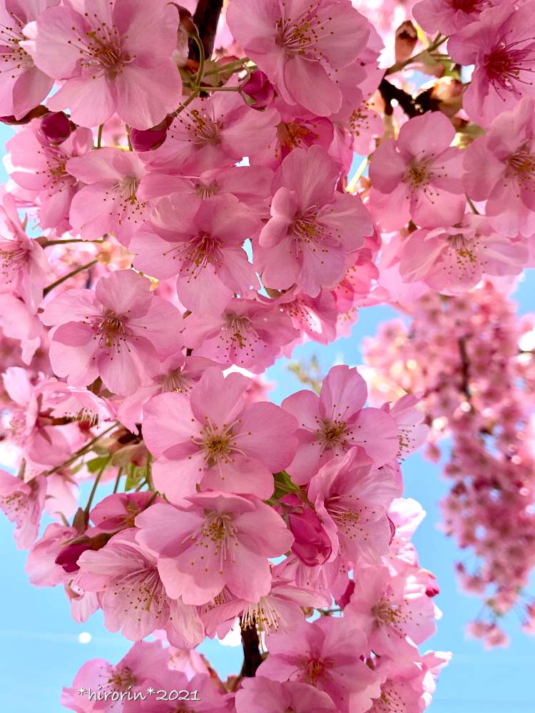 お出かけ先の画像 by *hirorin*さん | お出かけ先と河津桜とそうだ京都、行こうと京都まち歩きとお花大好き♡と京都散策と京都観光とピンク❤︎ピンクと淀水路と淀水路の河津桜とさくら満開と京都と河津桜満開と 河津桜