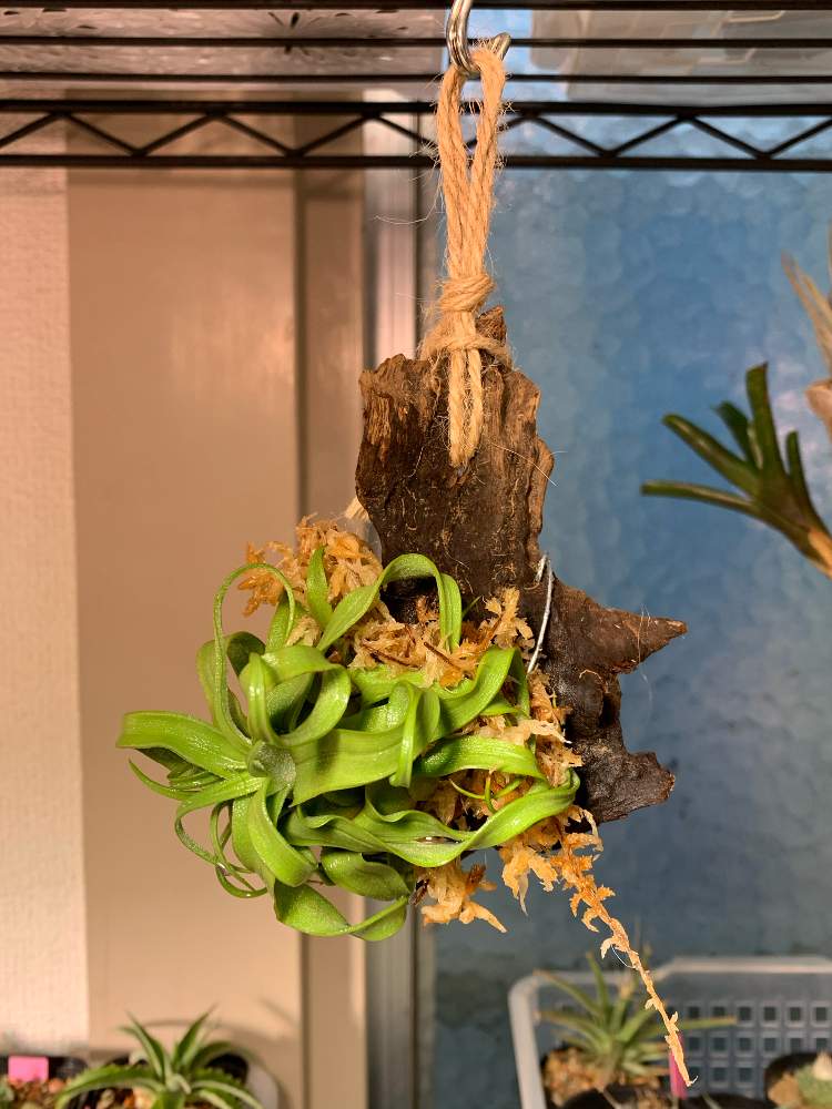 部屋の画像 by チノ五目棚さん | 部屋とストレプトフィラとエアプランツ チランジアとへっぽこ園芸厨と植物育成ライトとおうち園芸と植物栽培用ライトと植物育成LEDライトとエアープランツ/チランジア