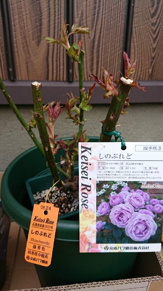 テラスの画像 by かねーちゃんさん | テラスと薔薇としのぶれどとお迎え記録と青い花マニアとチーム・ブルーとチーム・ブルーNo.103