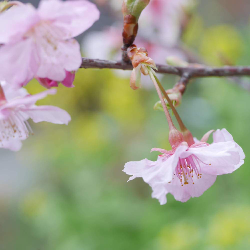 小さな庭の画像 by 由美子さん | 小さな庭とサクラと河津桜と桜なかま集めとゆみさんちの庭あそびとLUMIX gf7と夜中にこっそりとおうち園芸とF4.5と金曜キラキラと鉢植えとミラーレス一眼と桜まつり2021♡とパナライカ45mmと由美子・桜集め