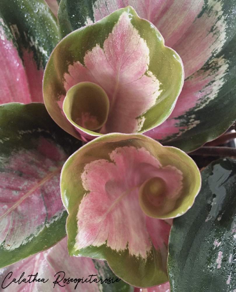 インテリアの画像 by ひなたぼっこさん | インテリアと植物に癒されてますとカラテア属とカラテア ロゼオピクタロージーとカラテア大好きとカラテア・ロージー