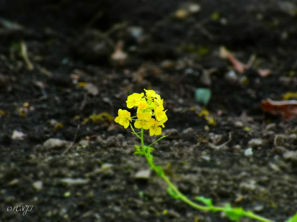 畑の画像 by PONJIさん | 畑とMyアルバムとお気に入りと花は・花は・花は咲くと新型コロナウィルスに負けるなと春よ来い、早く来いとチーム岐阜と岐阜・大垣とコロナに負けるな!と今日のお花とがんばろう1.17と幸せの黄色いお花としあわせ運べるようにと九州の皆さんにエールを♪と㊗️じゅんさん2700picと明日はきっと良い日になると花のある暮らしと今日も一日お元気でと被災地にエールを…。と菜の花♪とワクワクの花たち