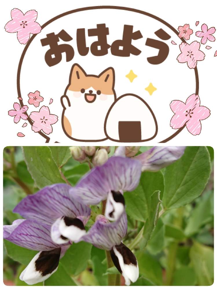 畑の画像 by 苺さん | 畑とプランターとおうち園芸とお家栽培と野菜の花と空豆の栽培とお家で栽培とプランター植え
