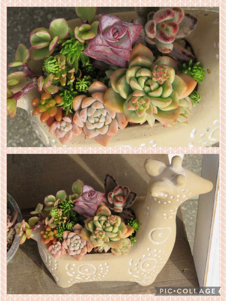 小さな庭の画像 by みっちゃんさん | 小さな庭とプロリフェラとマッコスとキリンღと多肉植物とキュンキュン乙女倶楽部とキュンキュン乙女倶楽部No.283と寄せ植えとno green no lifeとおうち園芸といやし♡と多肉女子とミッチの会とかわいいな♡と多肉2年生