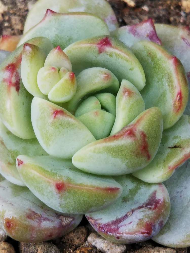 棚の画像 by はははさん | 棚と多肉屋敷と多肉植物と観葉植物とバニラビス。とおうち園芸とセデベリア pudgyとエケベリア属と紅葉多肉と群生派