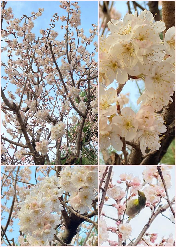 小さな庭の画像 by kwackyさん | 小さな庭とサクランボ 暖地と家庭菜園とおうちde菜園とおうち園芸と花のある暮らしと家庭菜園奮闘日記