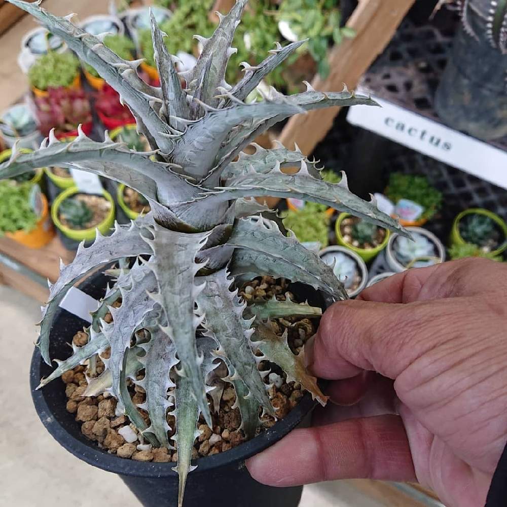 お出かけ先の画像 by 忘備録さん | お出かけ先とディッキア・ゴエリンギーとDyckia goehringiiとGS映え?とディッキアとヒヤミカチ首里城!とDyckia goehringii/special spainとひやみかち日本!とGS映えとGS日和と植え替えとひやみかち首里城!とGSのみなさんに感謝♡と植中毒とタニラーと珍奇植物とGS沖縄支部とGS植物うちなーぐち会