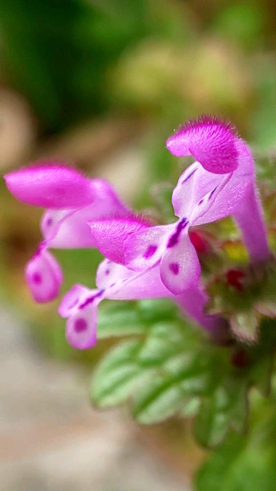 お出かけ先の画像 by ❦THE HERMIT❦さん | お出かけ先とホトケノザと内緒のpicと光輝く花と刹那さと癒されと薄桃色とpurpleと元気❗❗と小さい花々とリユニオンと小さ過ぎる花とピンクと優しい薄桃色と本来の色と秘密のpicと大好きな花と隠遁者とヒカリ