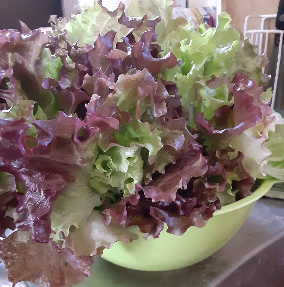 キッチンの画像 by 五月garden☆2年目さん | キッチンとサニーレタスと水栽培とおうちde菜園と種からとはじめての…と家庭菜園初心者と家庭菜園奮闘日記