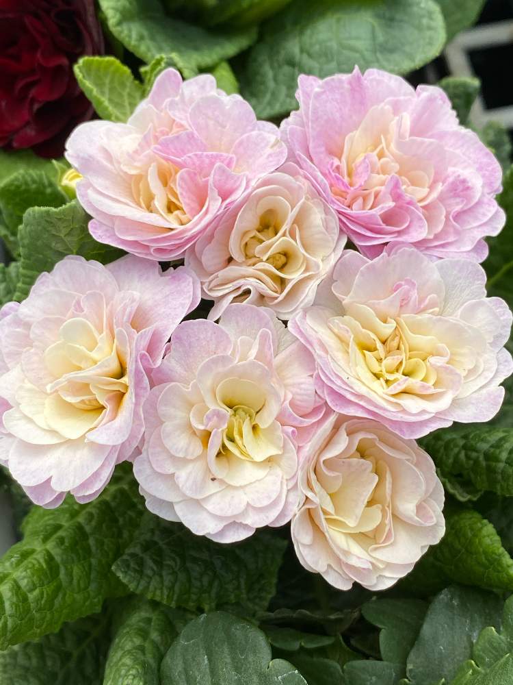 お出かけ先の画像 by キリン♡♡さん | お出かけ先と花のある暮らし♡とピンクの花と可愛い〜♡とプリメラベラリーナとGREEN UPと元気が出るよ!と癒される〜〜♡と可愛い花びらとうっとり〜♡